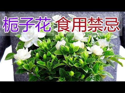 梔子花 功效|梔子花功效：清肺涼血、調節三高、抑菌鎮痛 